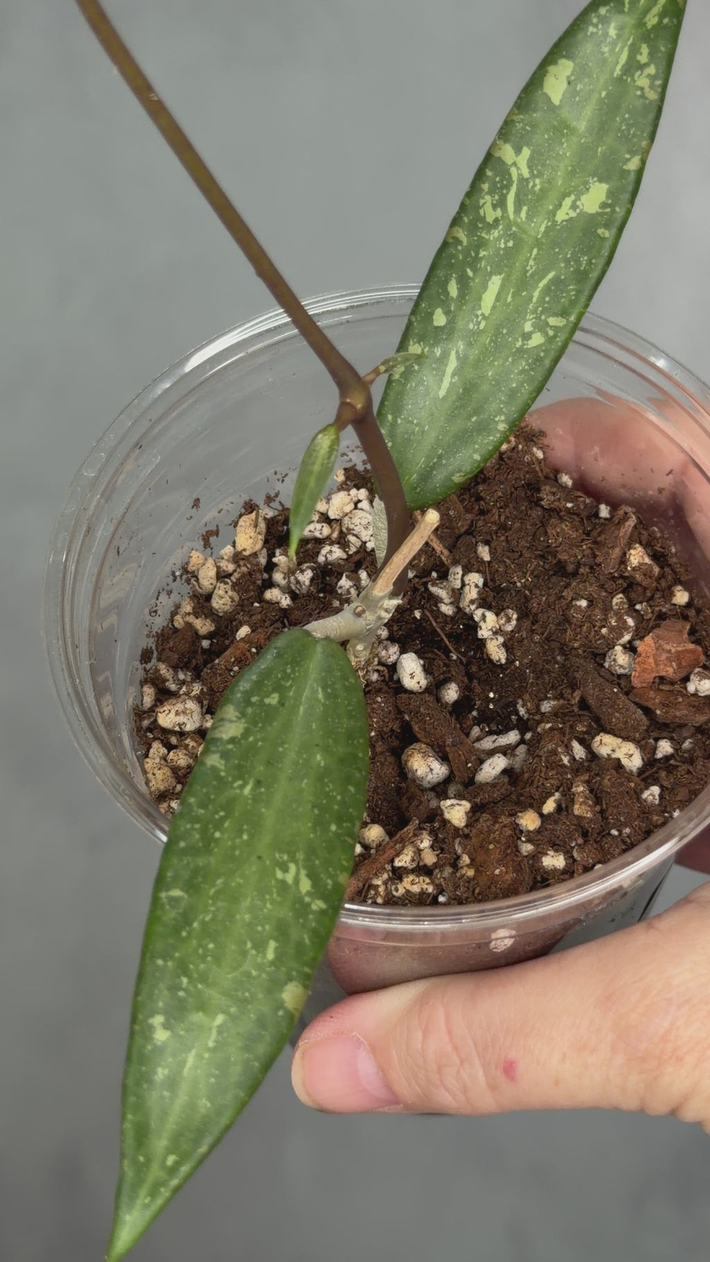 Hoya sp. Loei Province