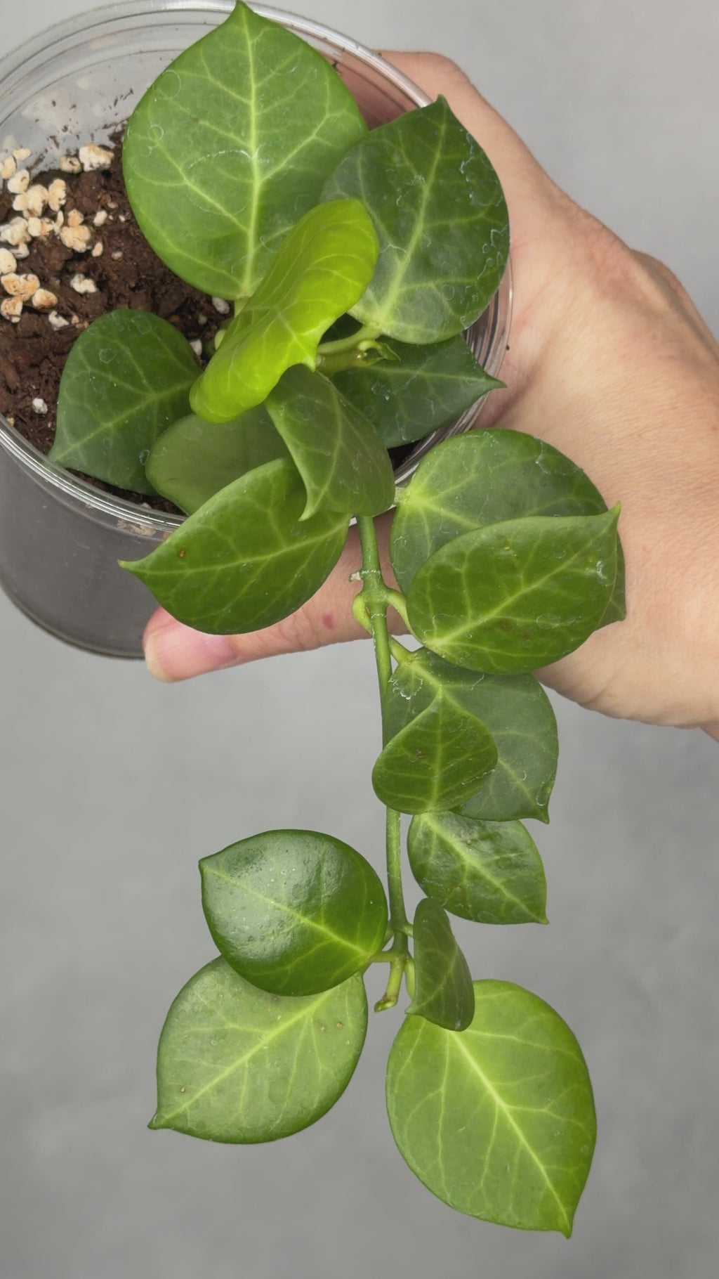 Hoya obscura (outer variegated)