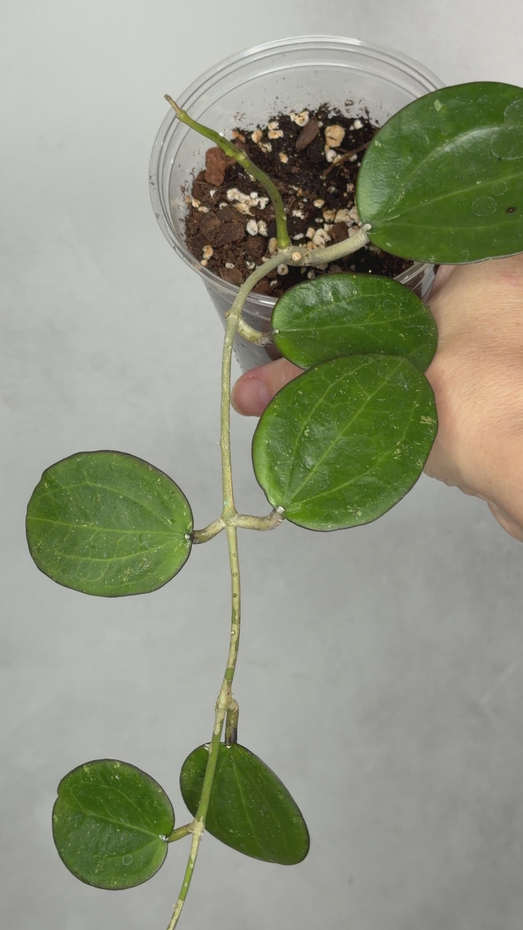 Hoya sp. Da Lat