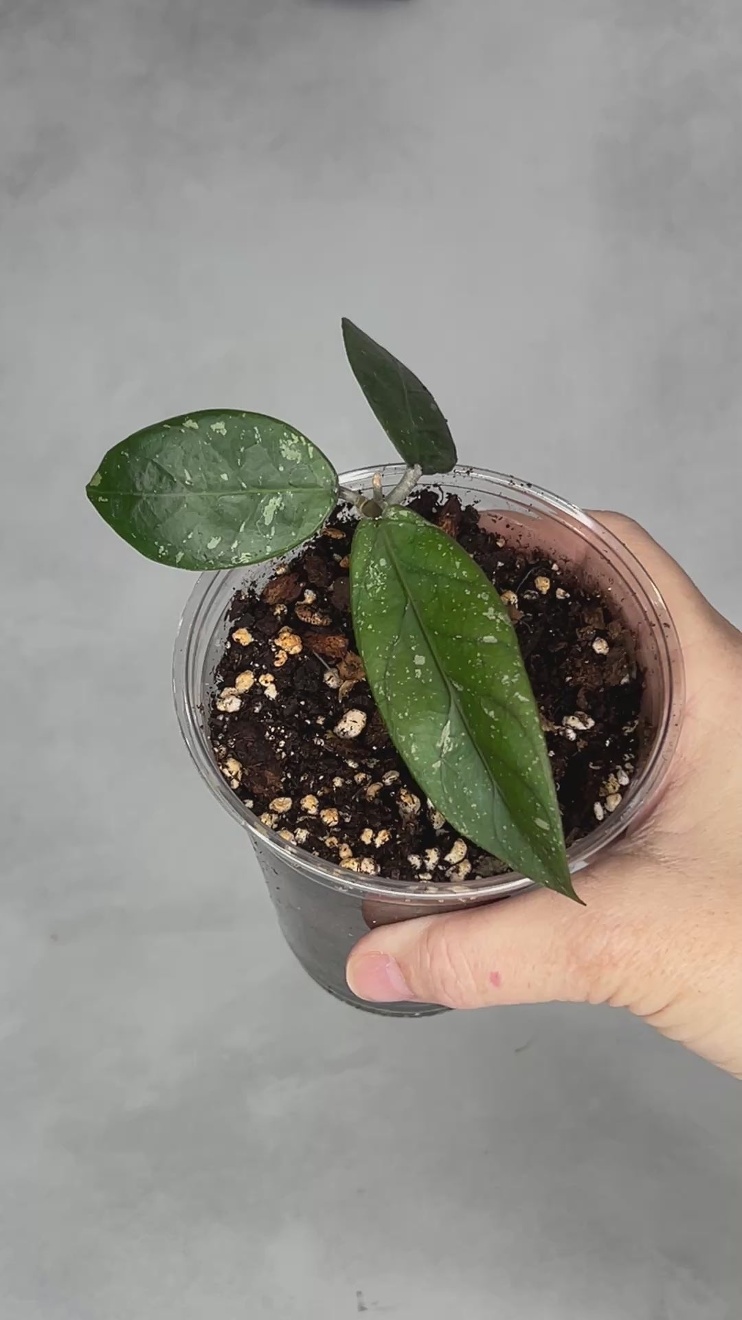 Hoya sp Aceh (Gayo Lues)
