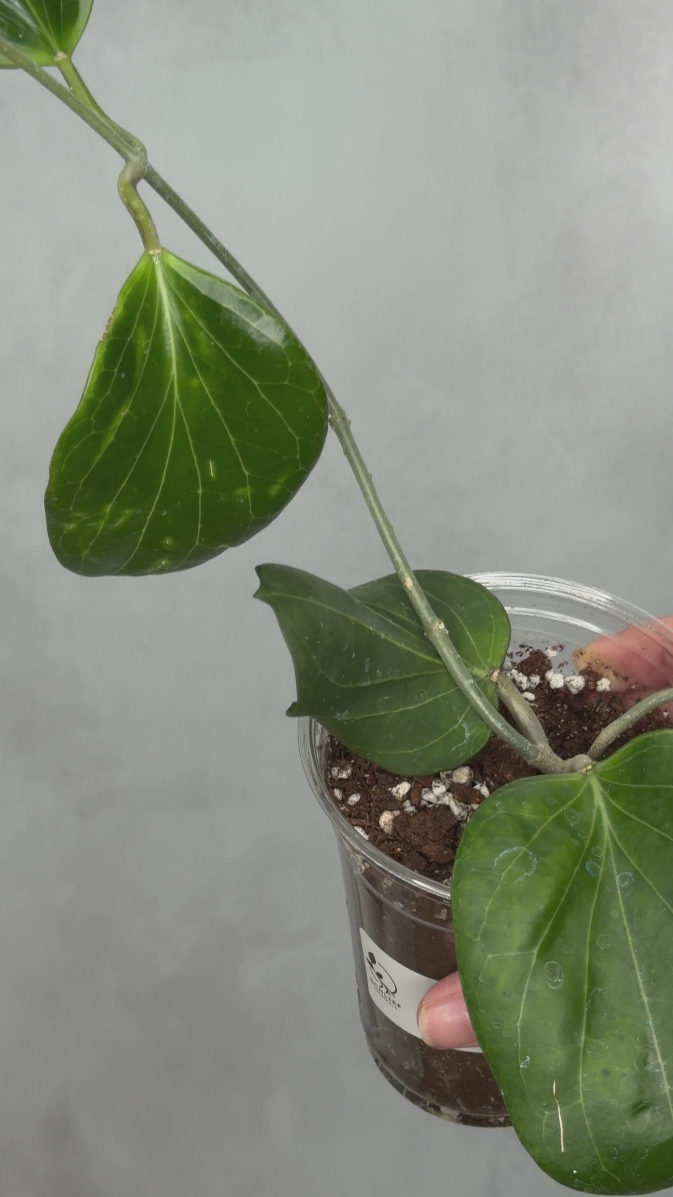 Hoya cominsii