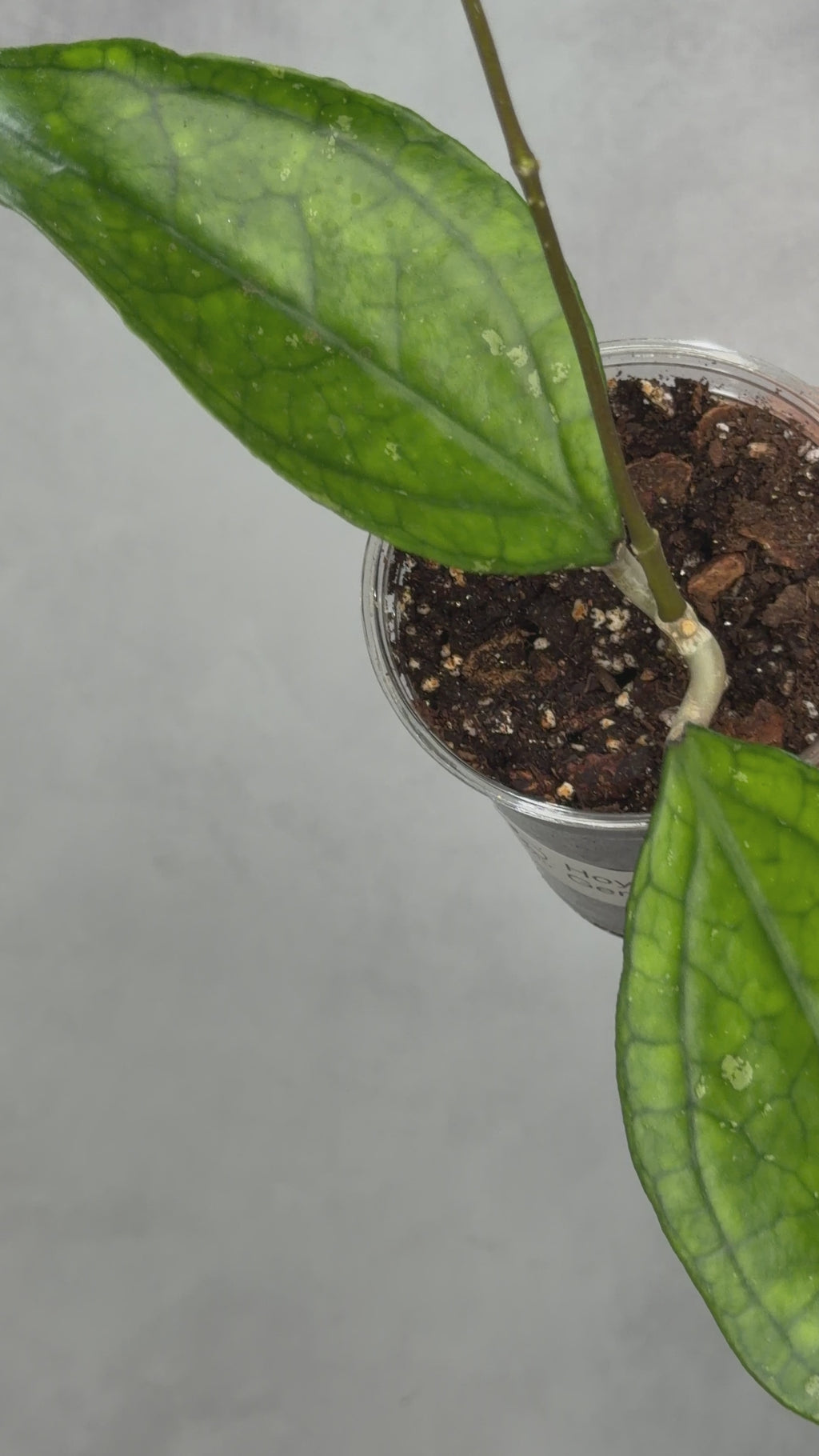 Hoya sp. Germany