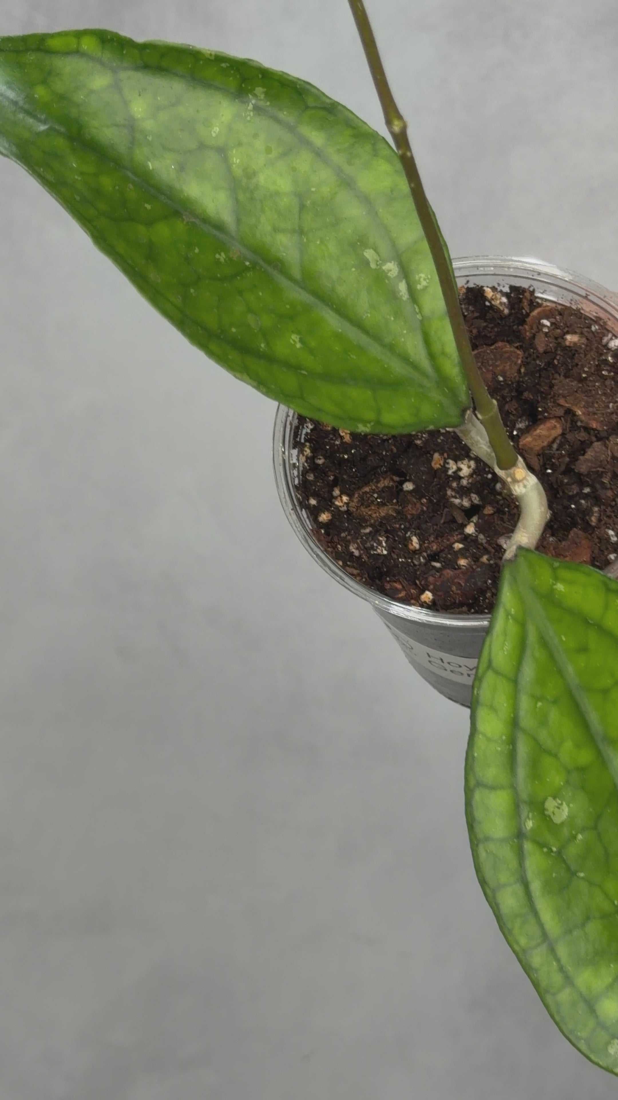 Hoya sp. Germany
