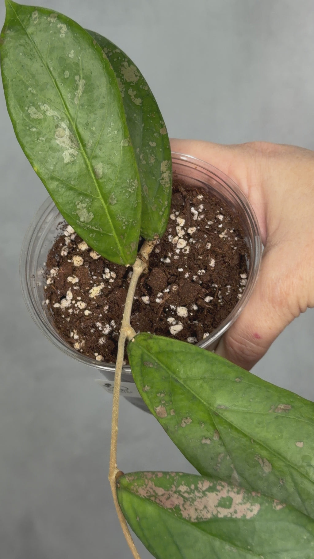 Hoya sp. aff forbessii UT012