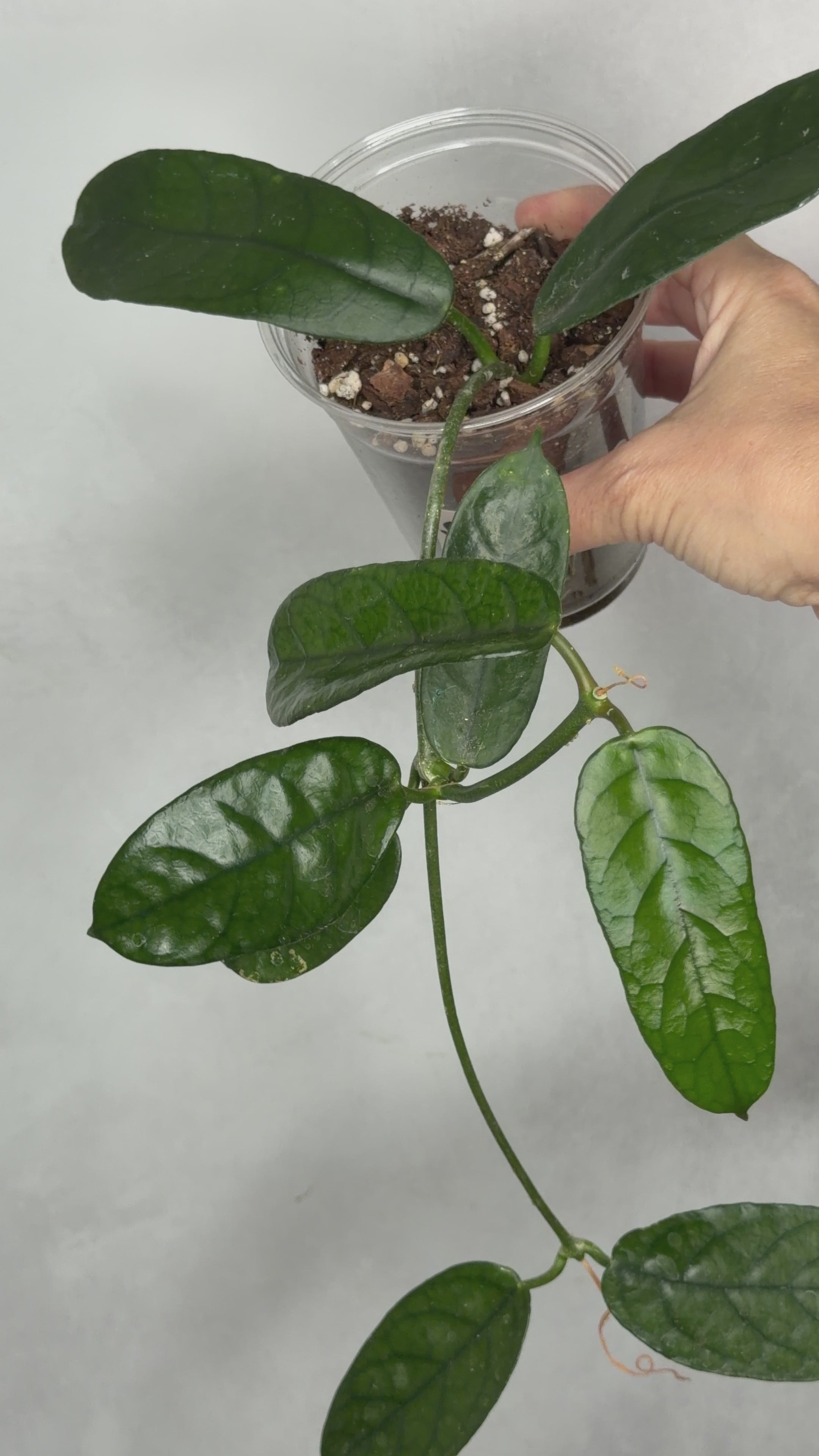 Hoya motuoensis