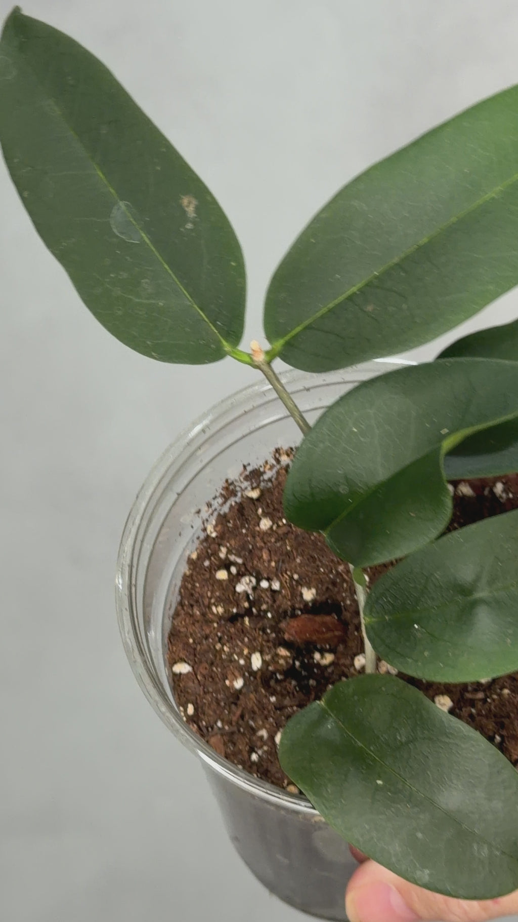 Hoya apoda
