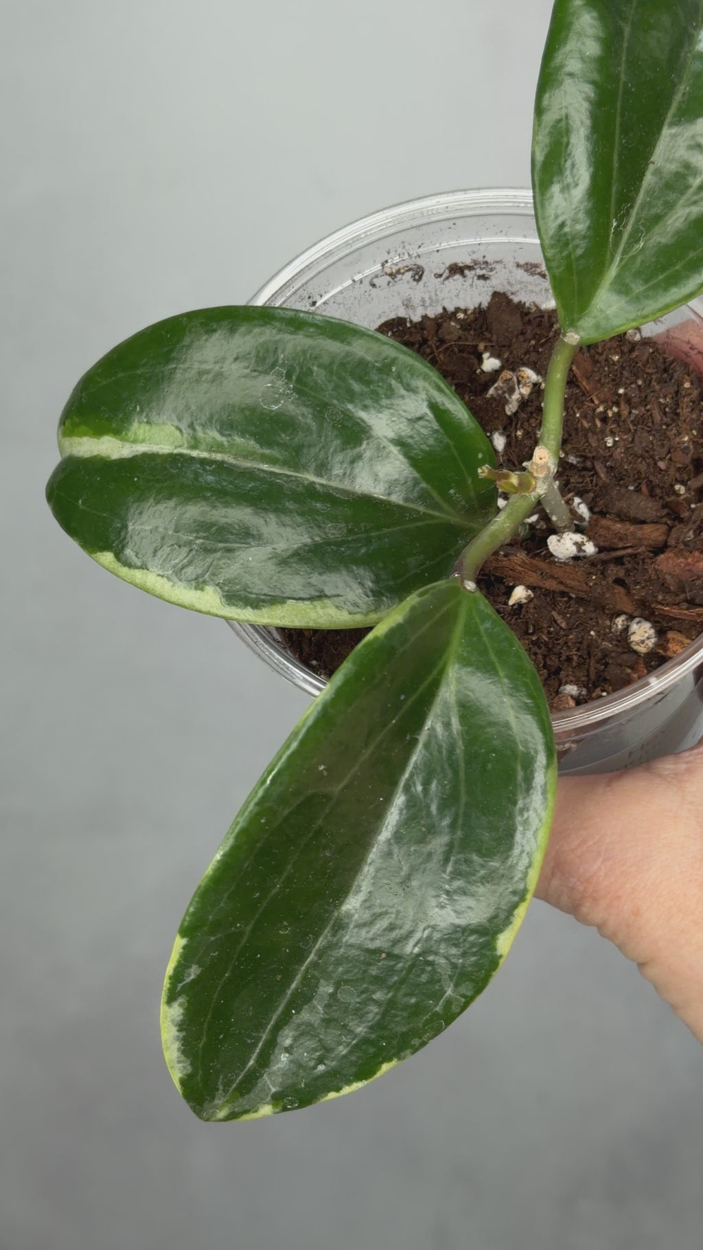 Hoya quinquenervia ‘Little Plu’