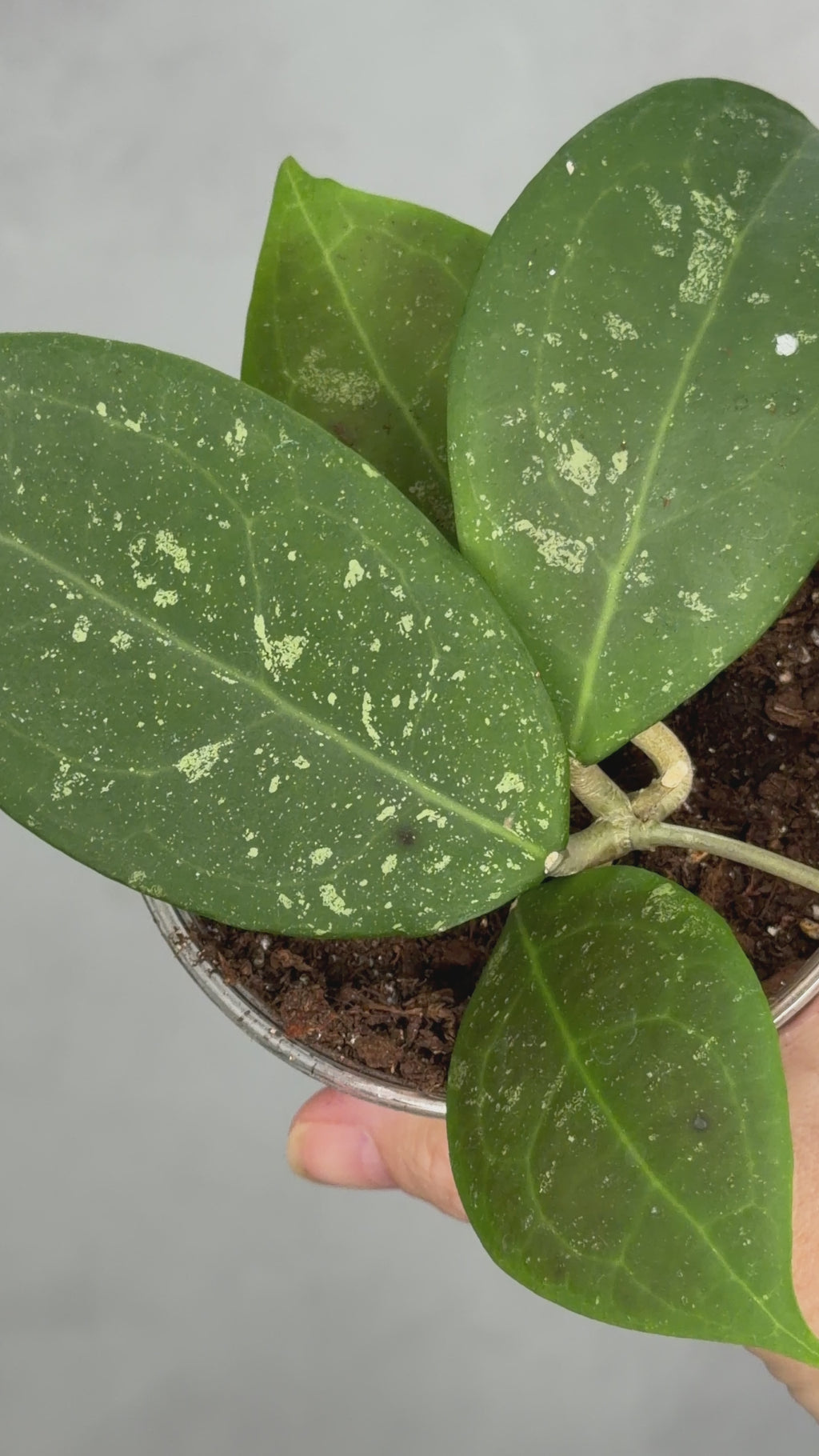 Hoya erythrostemma