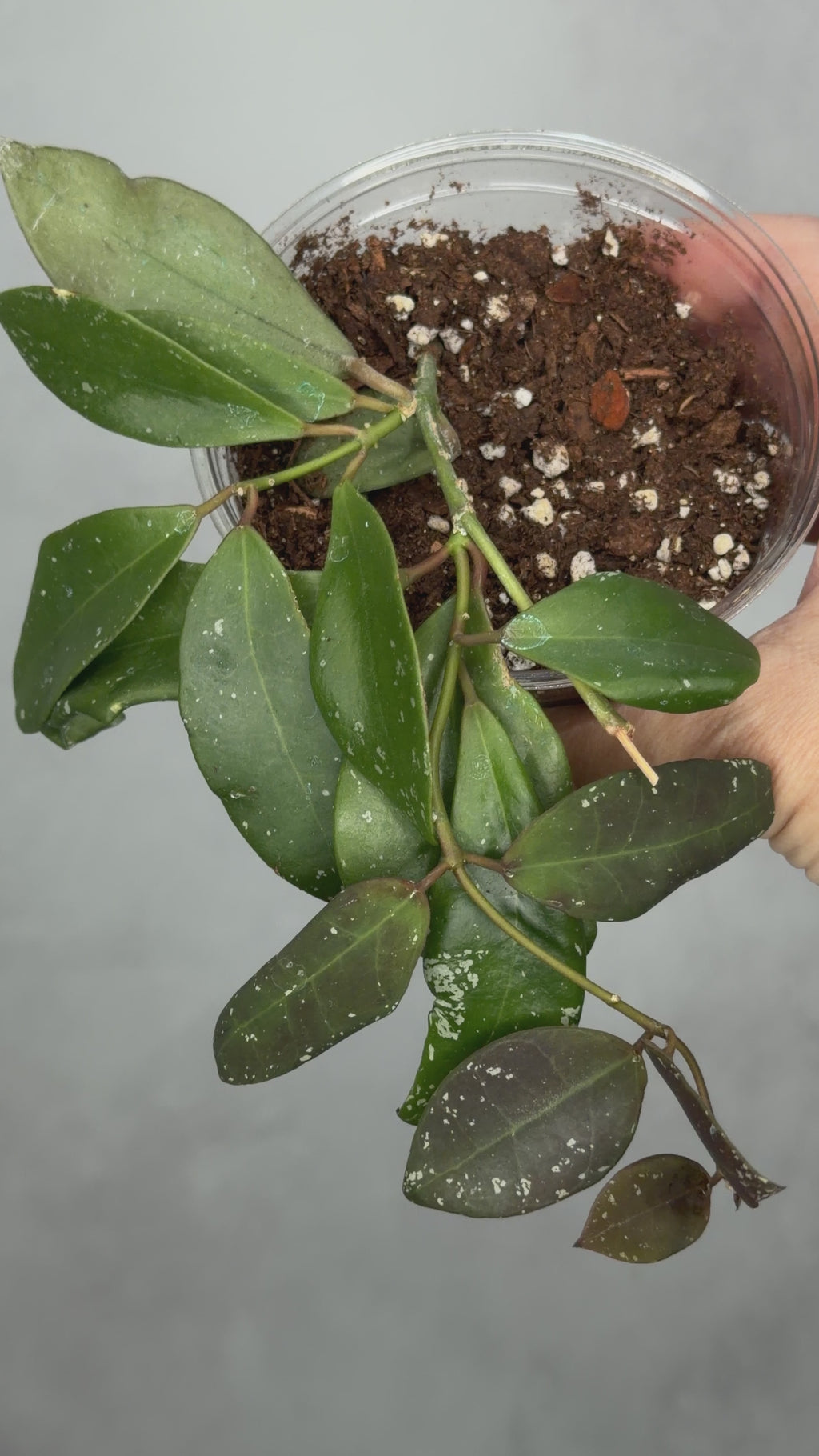 Hoya walliniana UT-152