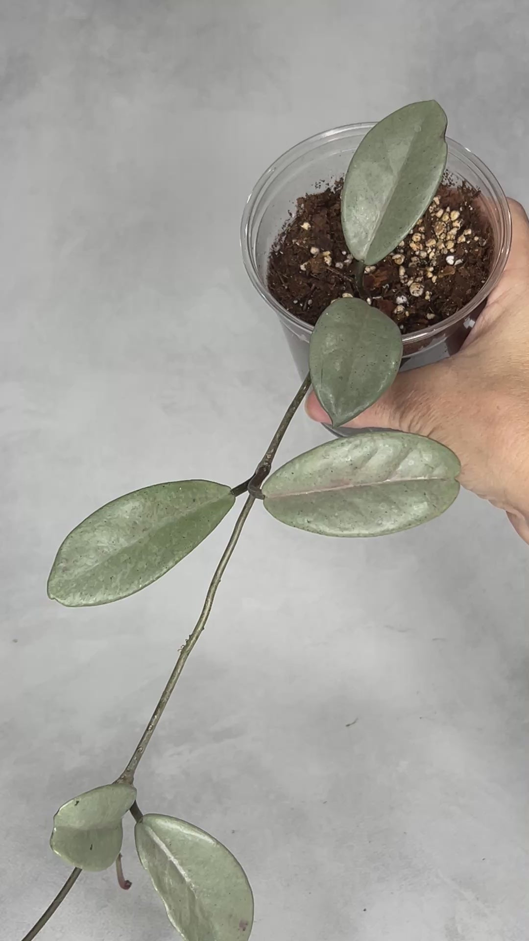 Hoya carnosa ‘Wilbur Graves’ (Silver)