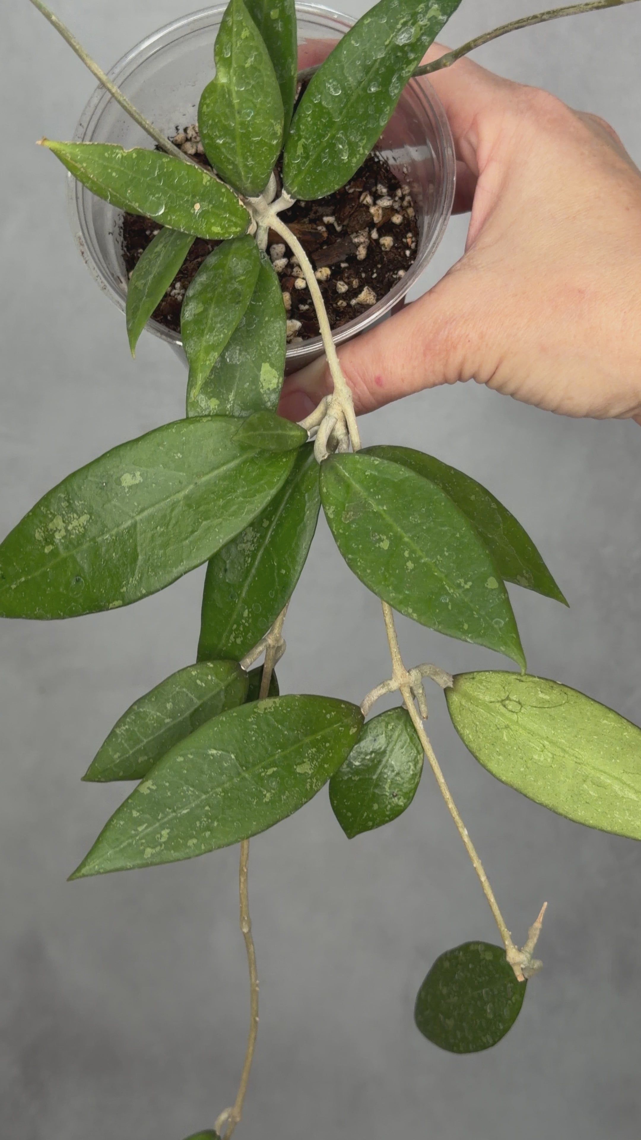 Hoya verticillata (fka pallida, Bogor)