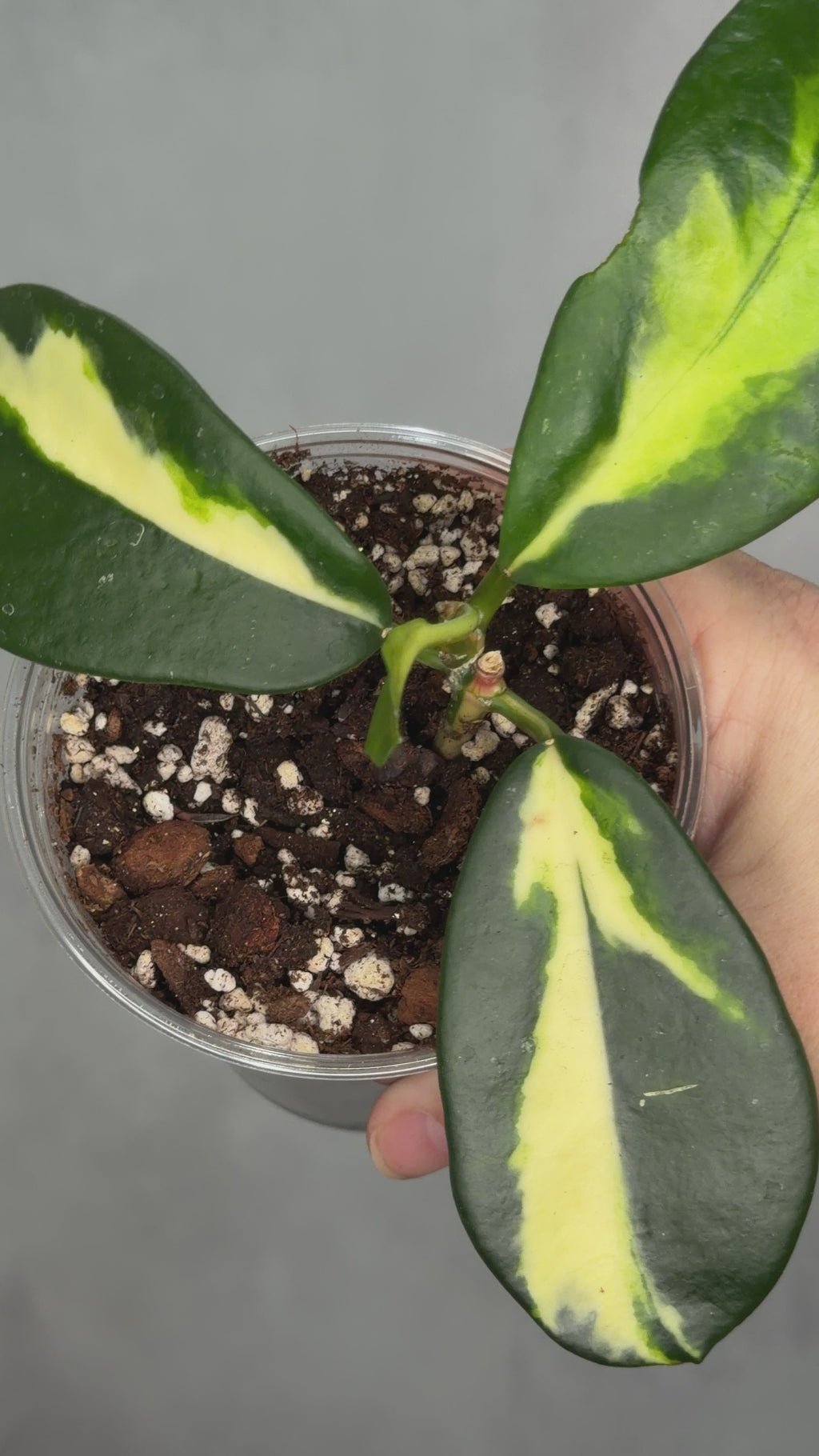 Hoya diversifolia ‘Maharani’