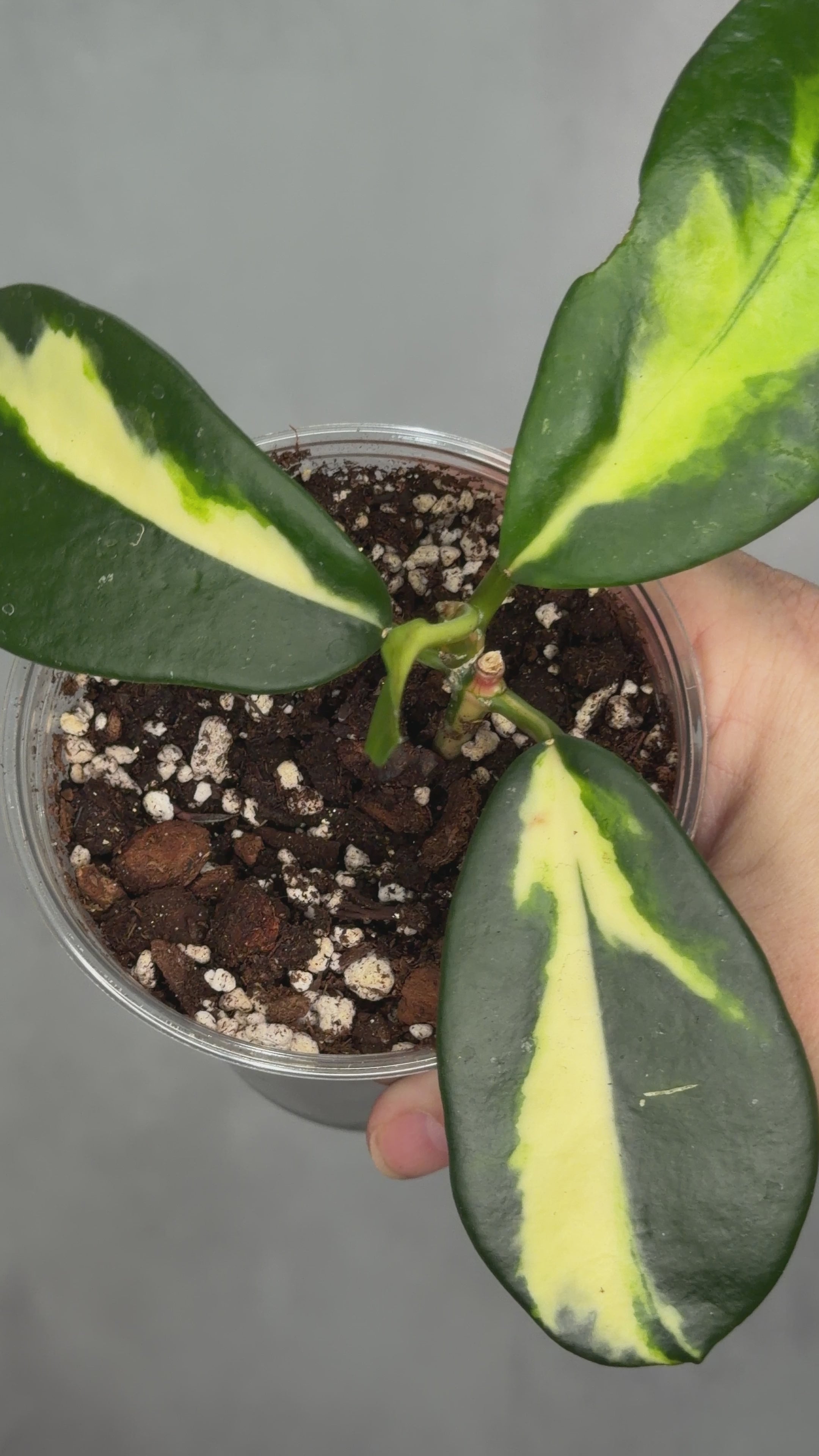 Hoya diversifolia ‘Maharani’