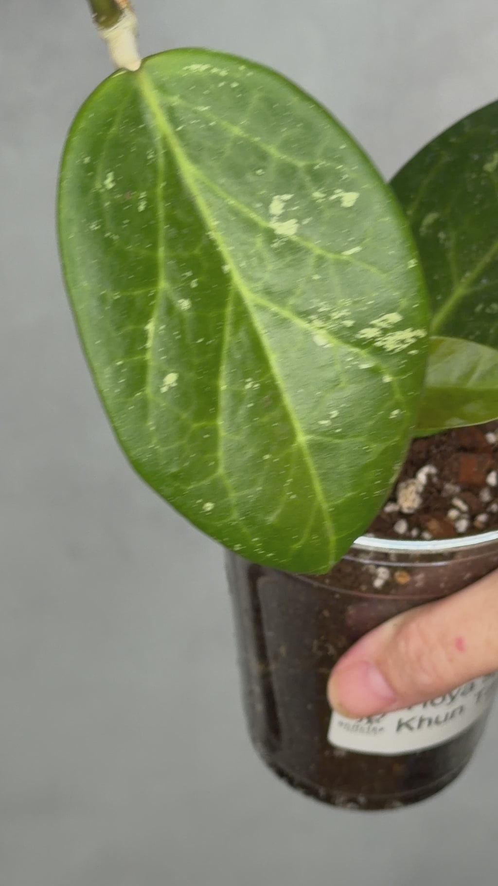 Hoya sp. Khun Tan