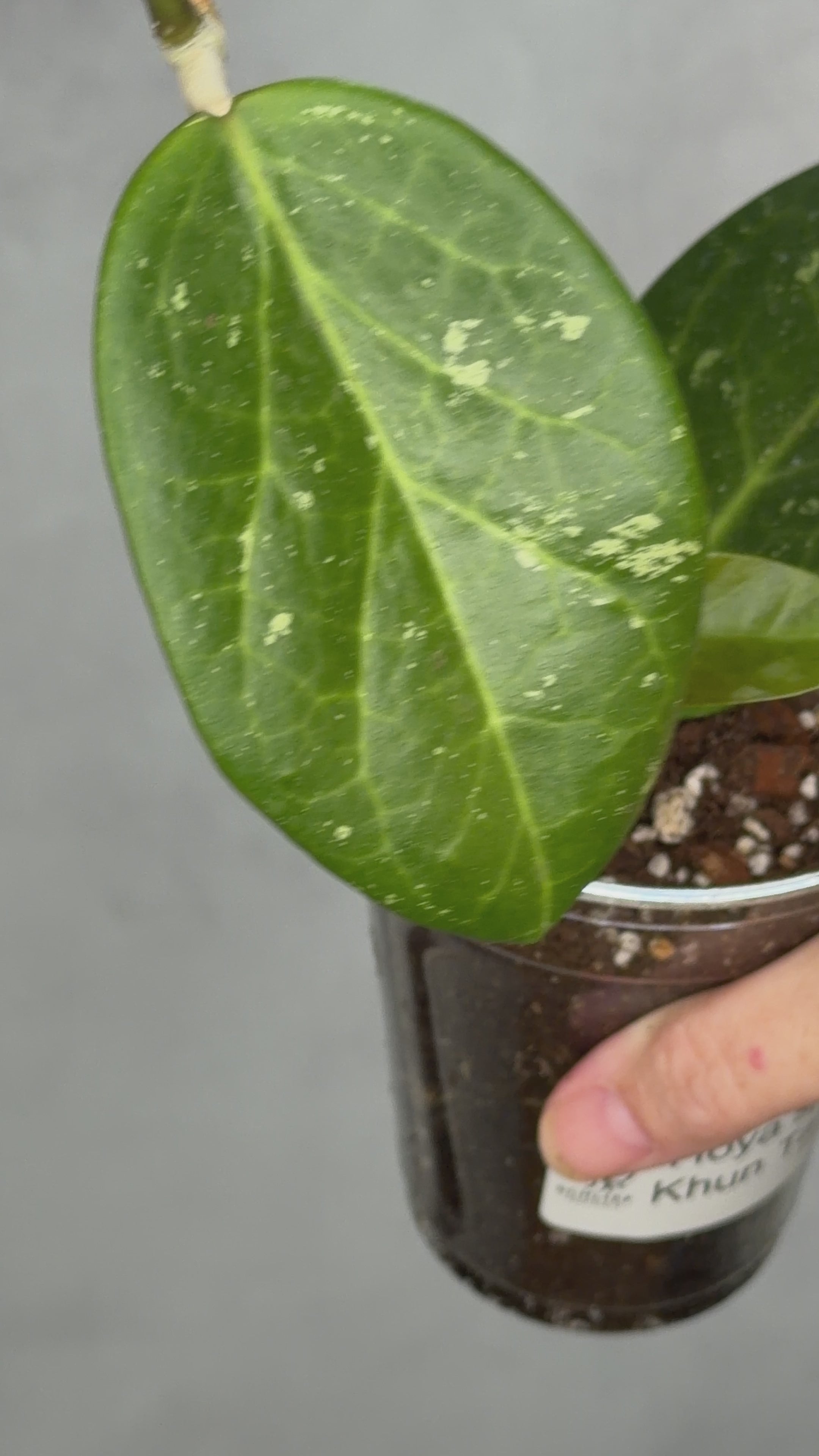 Hoya sp. Khun Tan