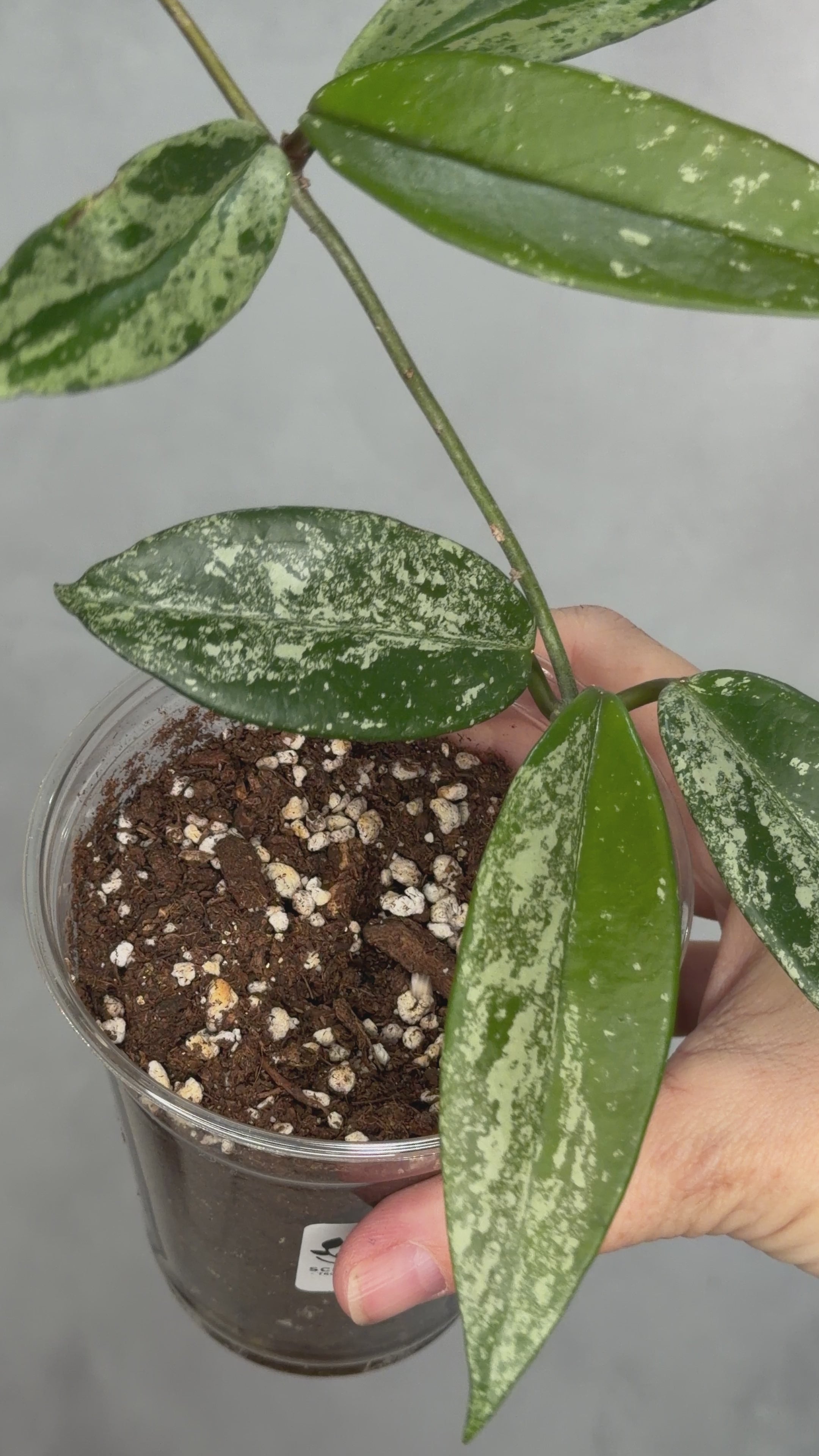 Hoya pubicalyx (splash)