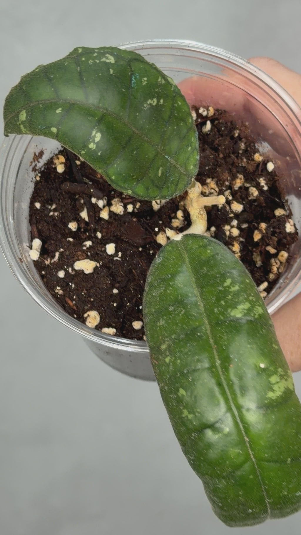 Hoya sp. Nong Nooch