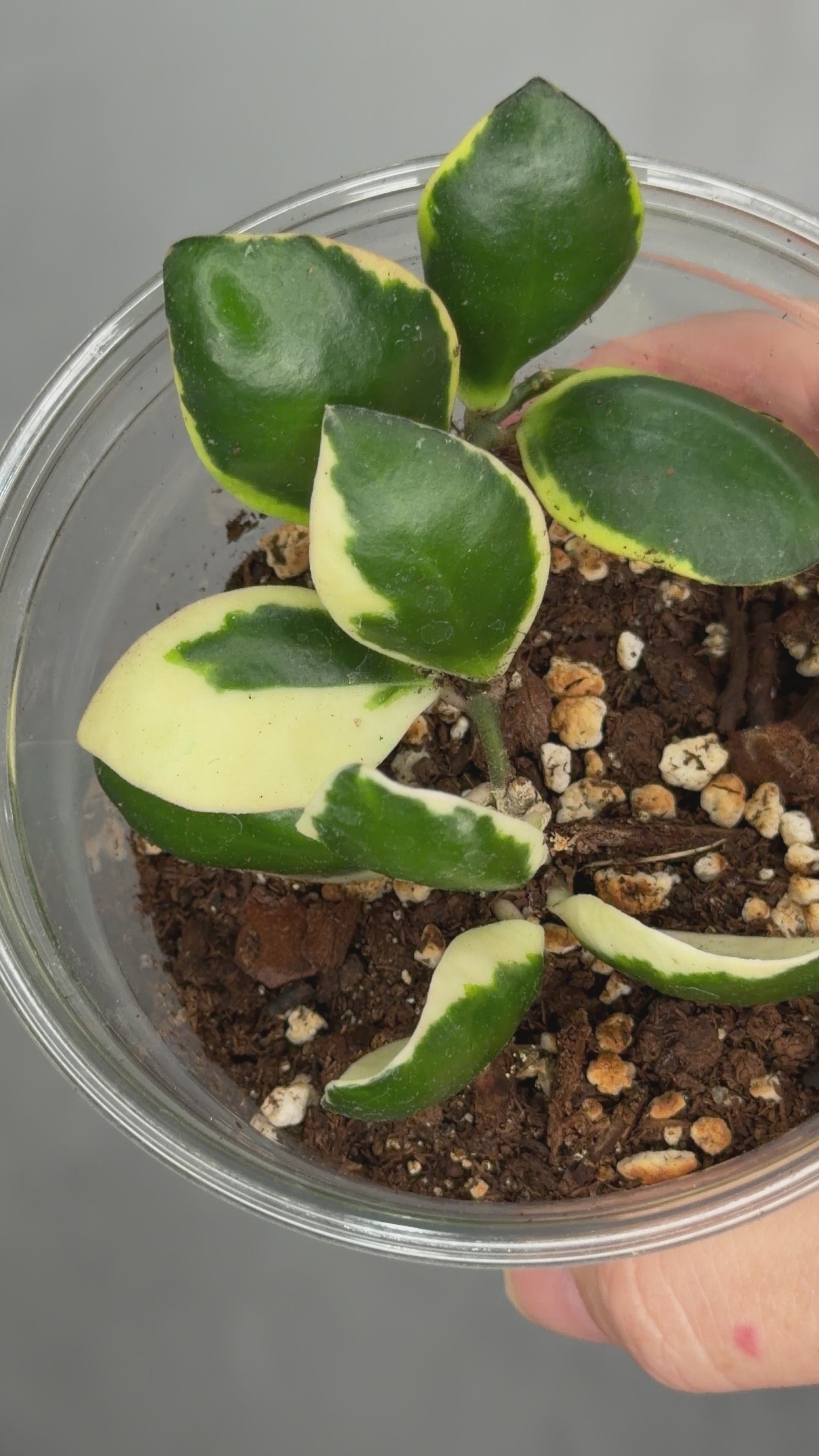 Hoya incurvula ‘Palta’