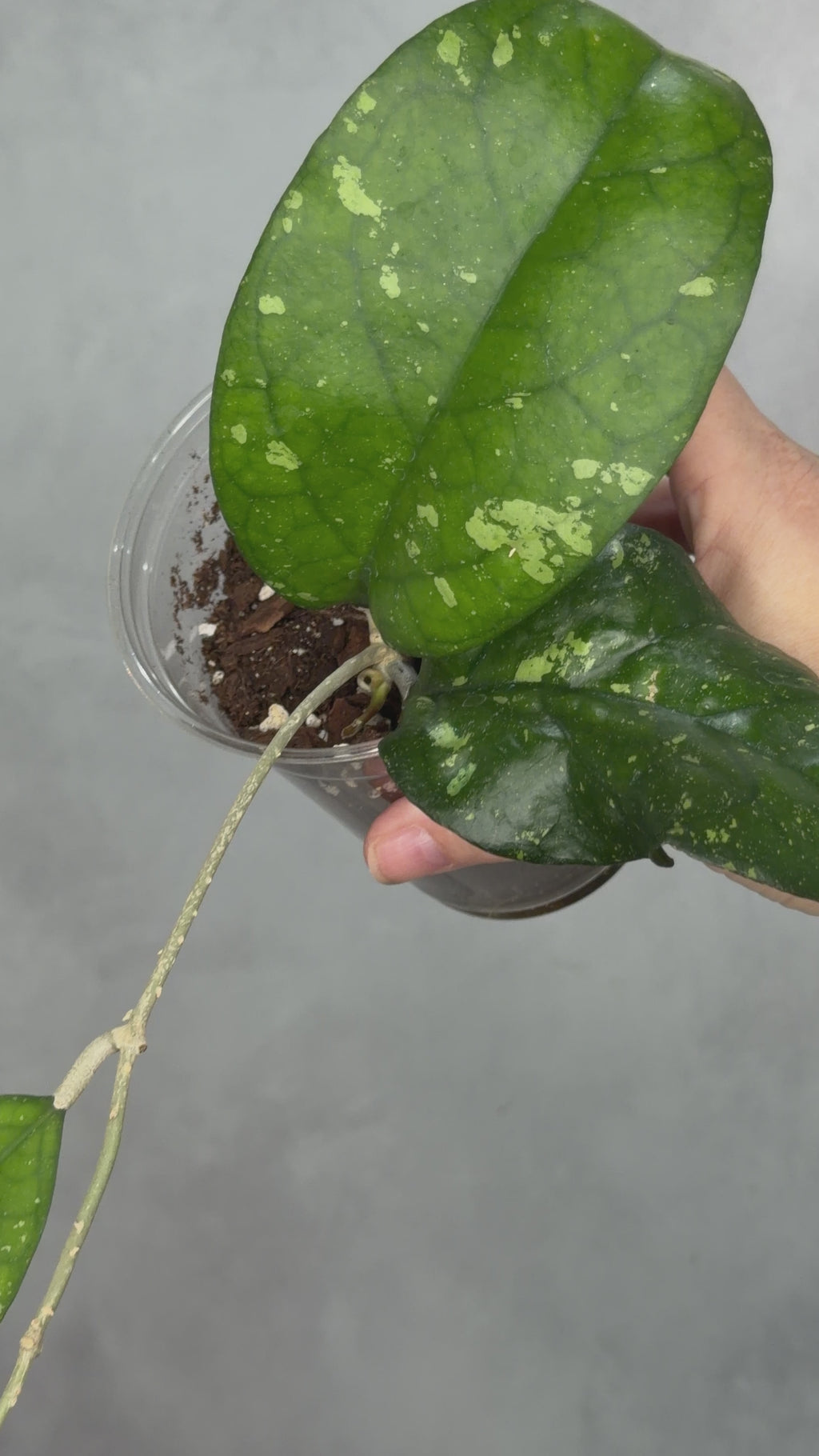 Hoya sp. AH049