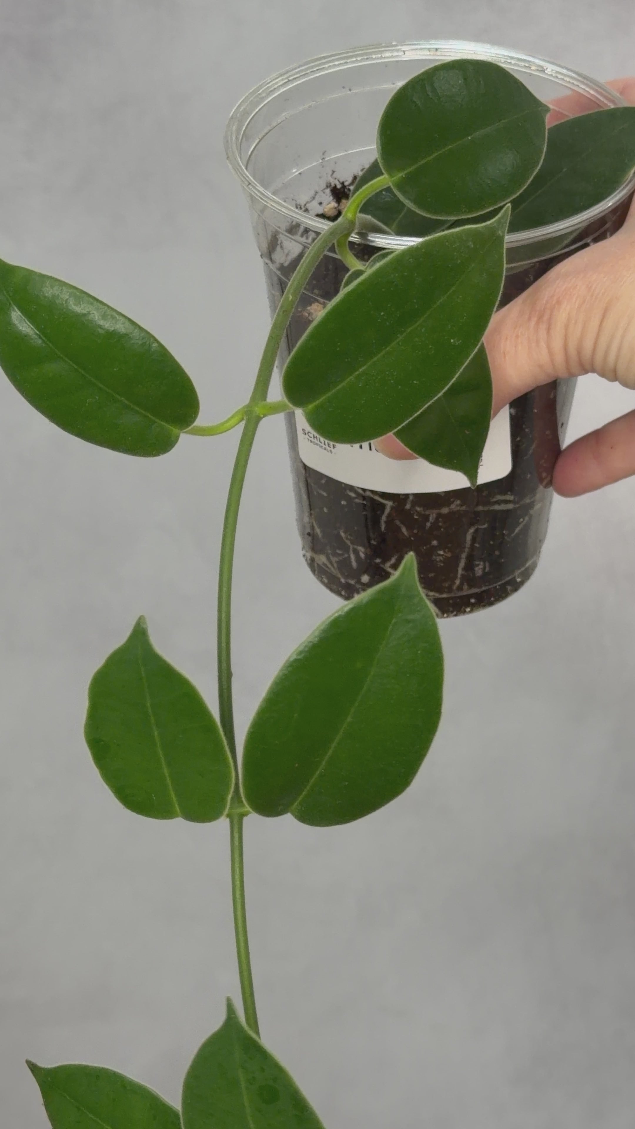 Hoya madulidii