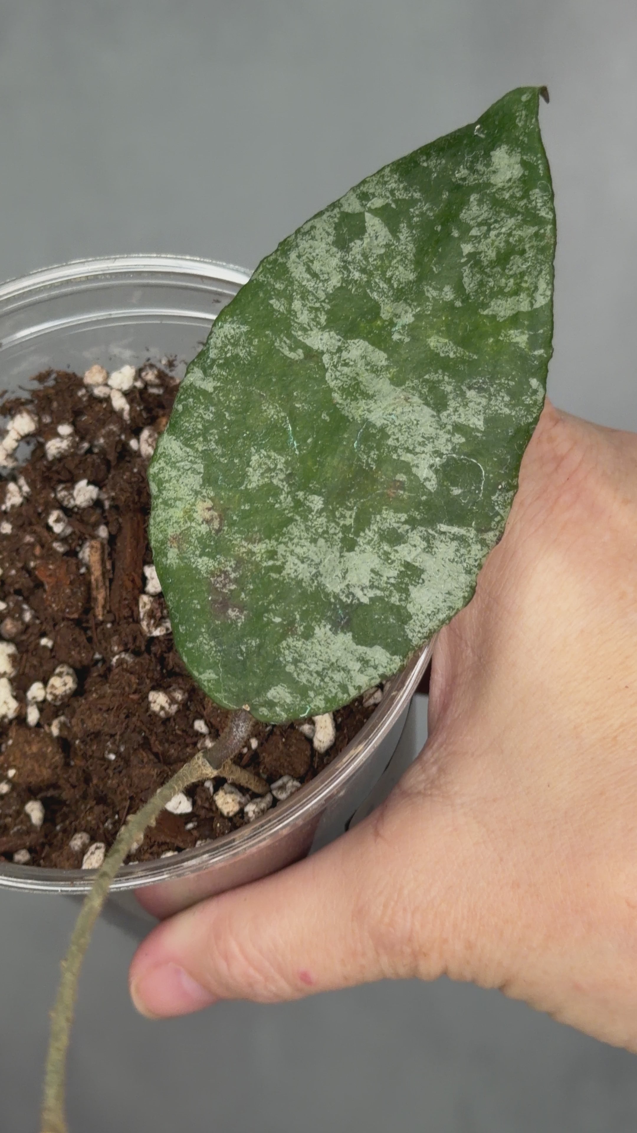 Hoya caudata (Gold)