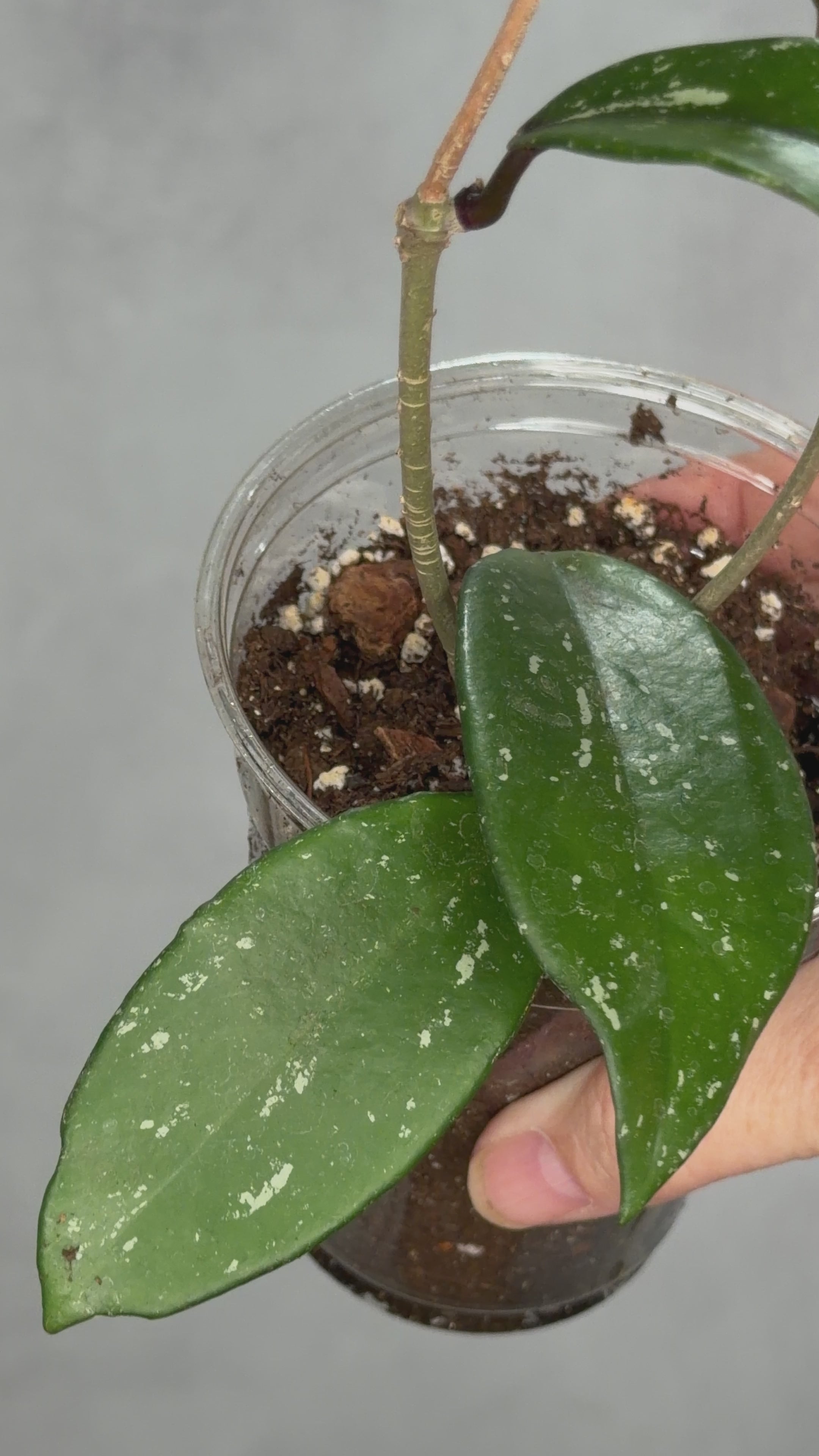Hoya pubicalyx ‘Reva’