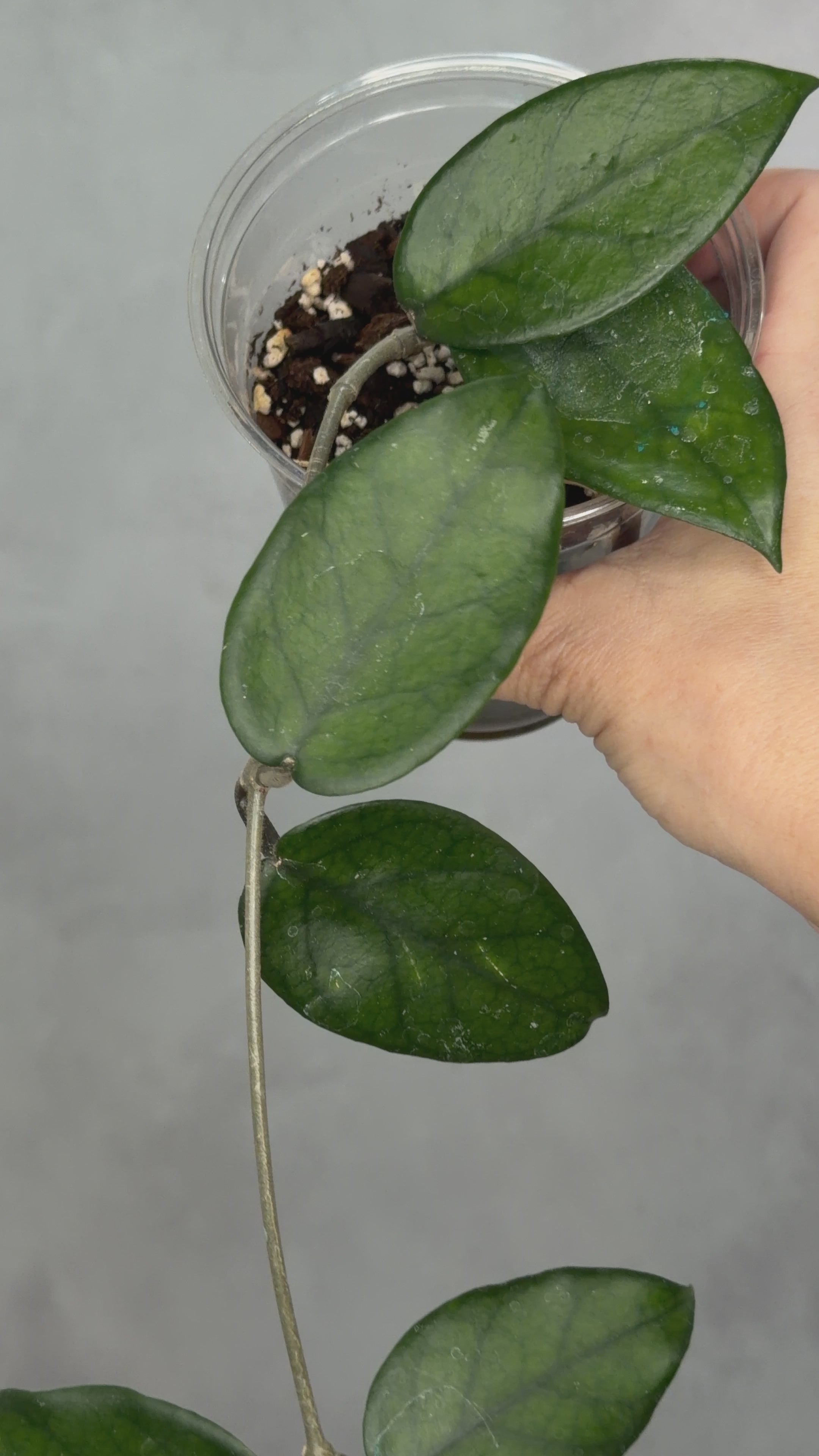 Hoya dasyantha