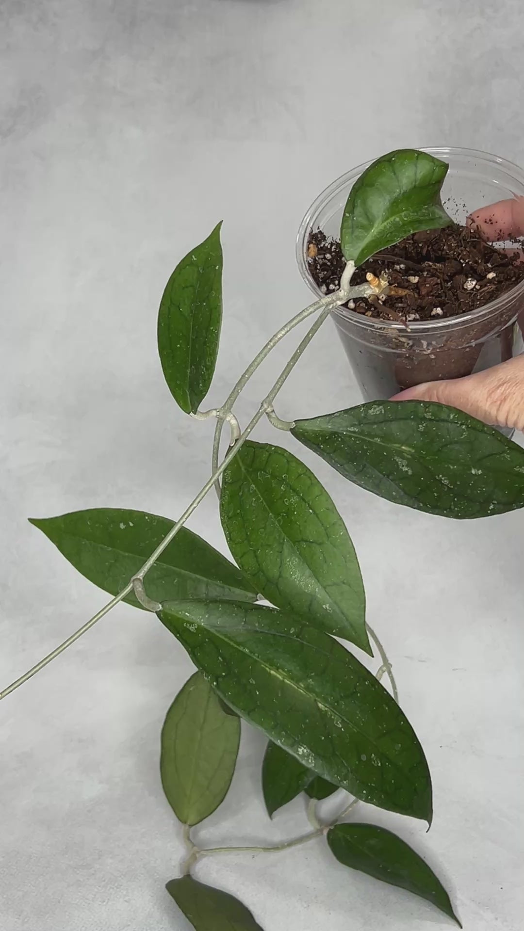 Hoya ‘Tequila Sunrise’ MB1280