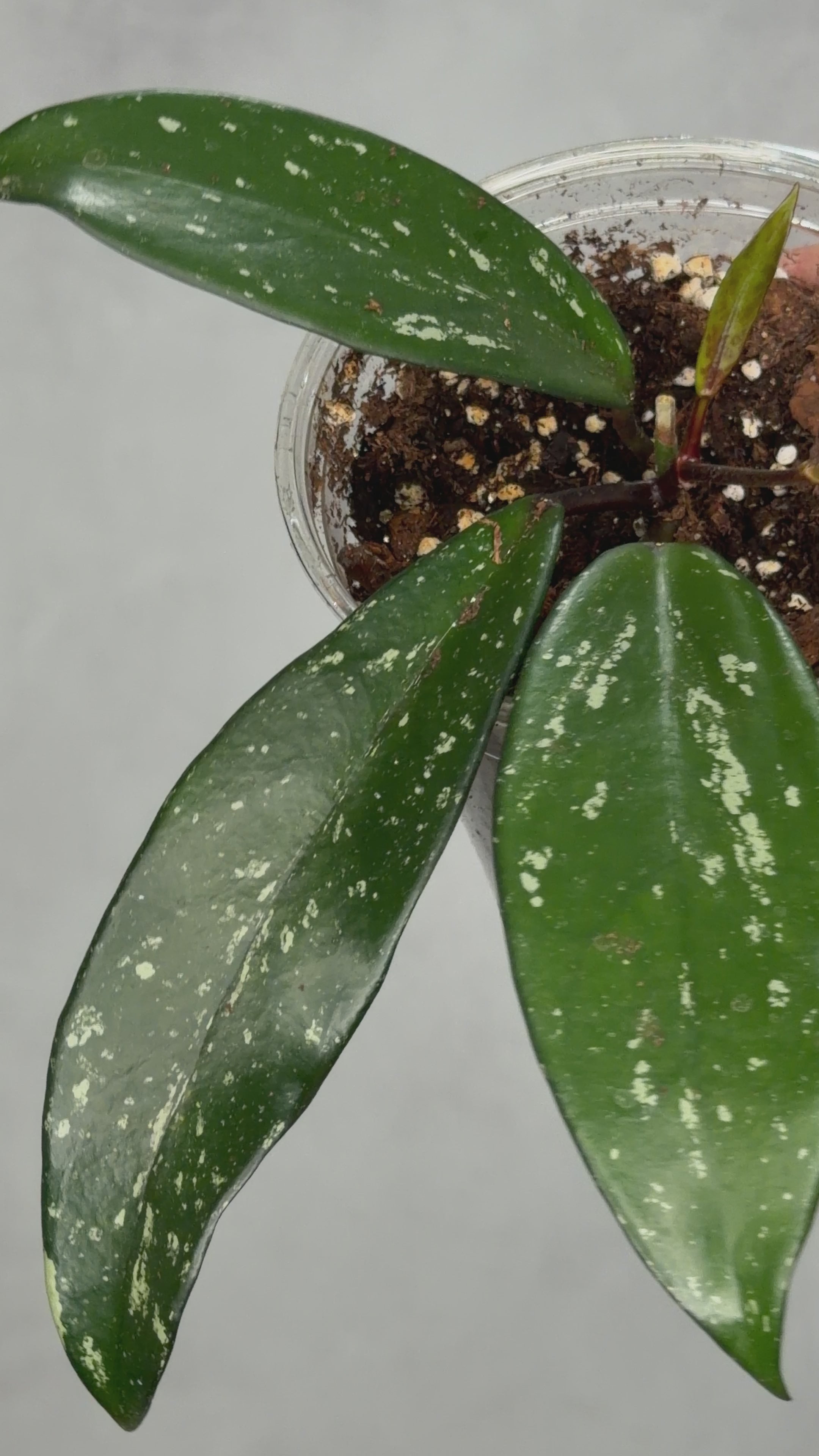 Hoya pubicalyx ‘Reva’
