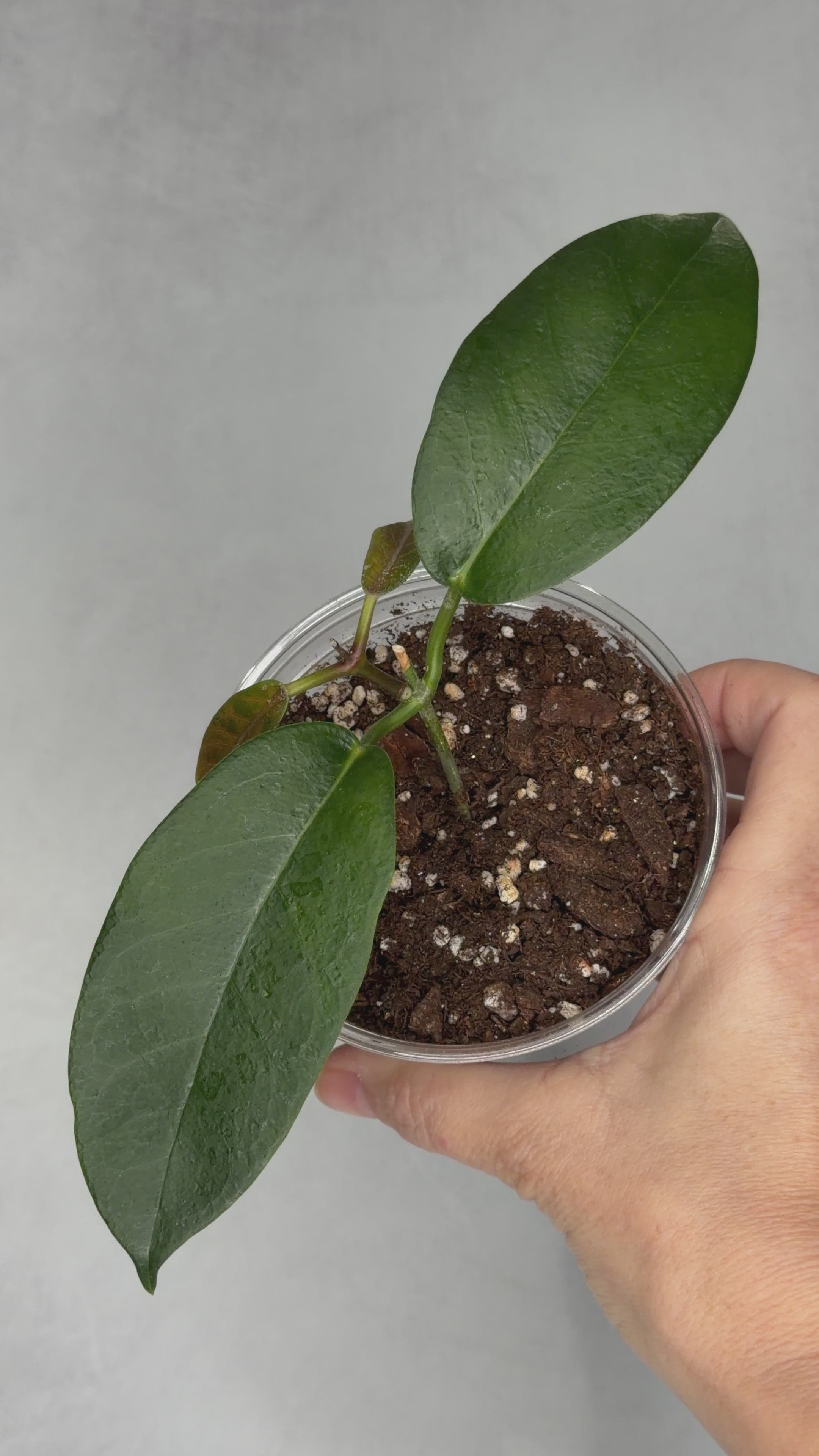 Hoya naumannii