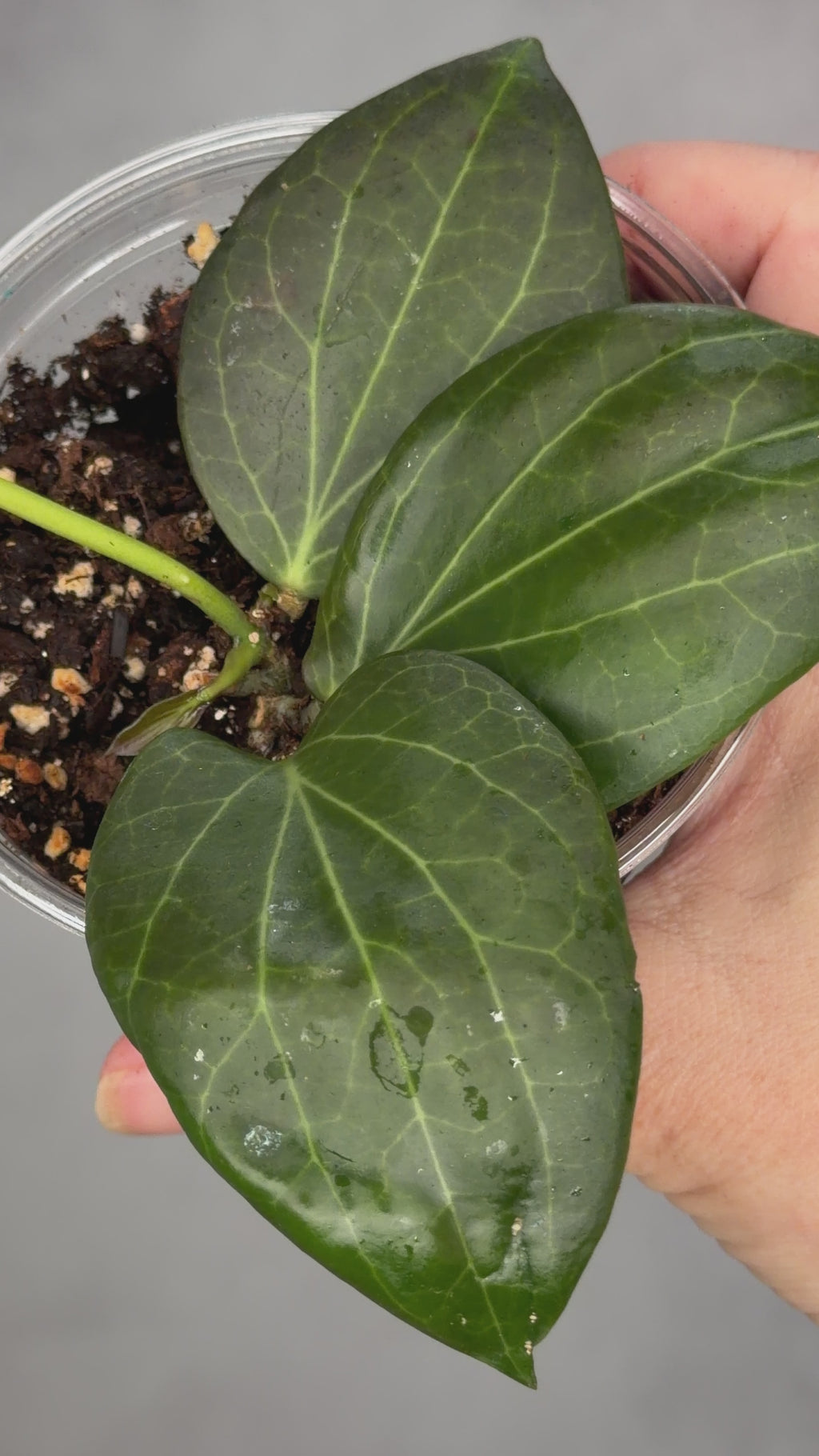 Hoya hellwigiana